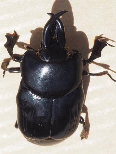 Oxysternus maximus